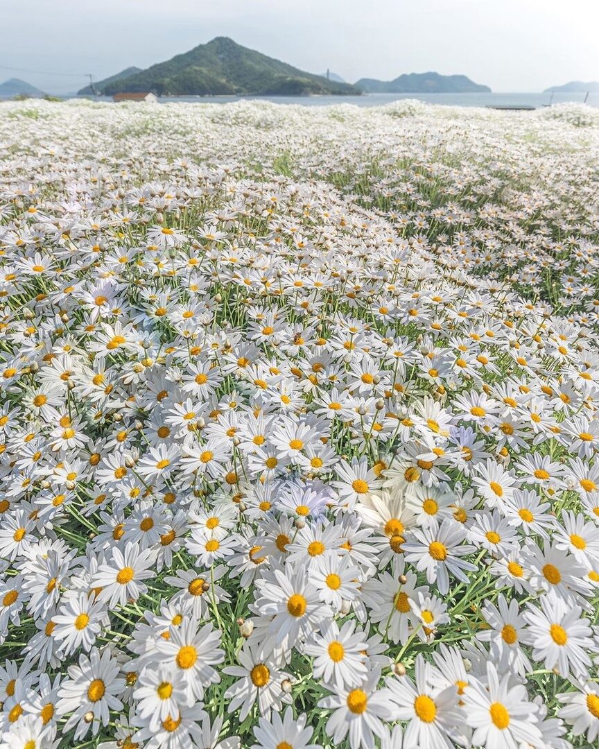 Ромашки... 🌼🌼🌼🌼🌼