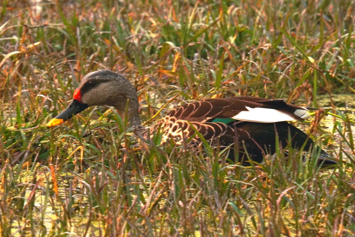In water, the white stripe helps to ID it fm a distance: pic 1

I’d a peek at its green sash visible when wings are open/in flight: pic 2

Can you pronounce its sp name?

Ind.spot-billed duck, Anas poecilorhyncha
Bharatpur
Jan'23

#birdsofindia #throwback #indiaves #rajasthan