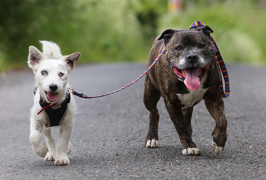 wag_zen's tweet photo. Check the article from @boredpanda🐾True friendship knows no bounds! Buzz, the seeing-eye dog...dog, guides his blind buddy Glenn every step of the way. From food bowls to walks, they're the paw-fect example of unwavering companionship 🐶❤️ #TrueBond

https://t.co/Vw6mIhK4Rz https://t.co/0RZQedLv0p