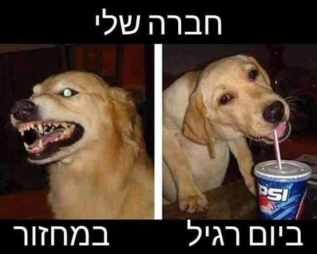 בן אבדר Ben Avdar tweet media
