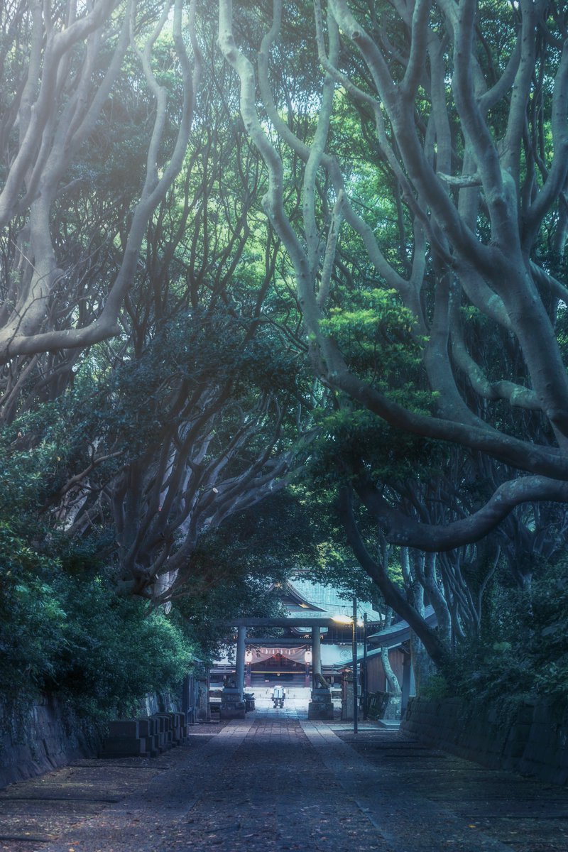 pomu_iyashi's tweet photo. 異世界感が強い神秘的な参道 https://t.co/QqcIG71UHx