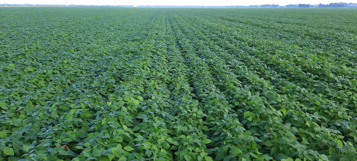 Naar omstandigheden van afgelopen tijd toch prachtig blok #bio stamslabonen geworden! 
Met 37,5 cm zaaiafstand mooiere onkruidbedekking. Goede plukomstandigheden voor <a href="/noudvunen/">Noud van Unen</a> straks en prachtig product voor de telers van #FieldFreshGrowers.
#cereshortiadvice