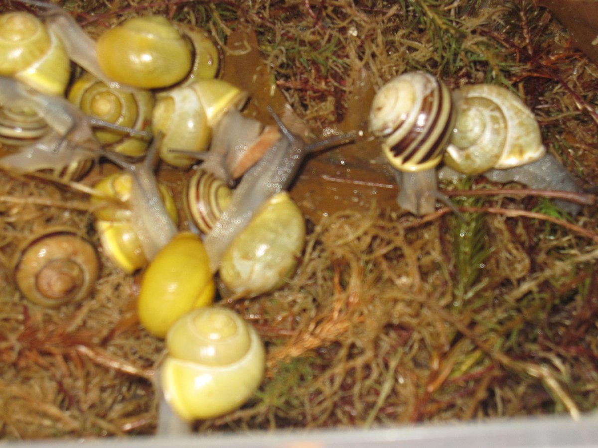 Taski_Guru's tweet photo. Cepaea nemoralis

my beloved
snail babies
#photo #pet #snails #Cepaea https://t.co/zhttm2Jb6g