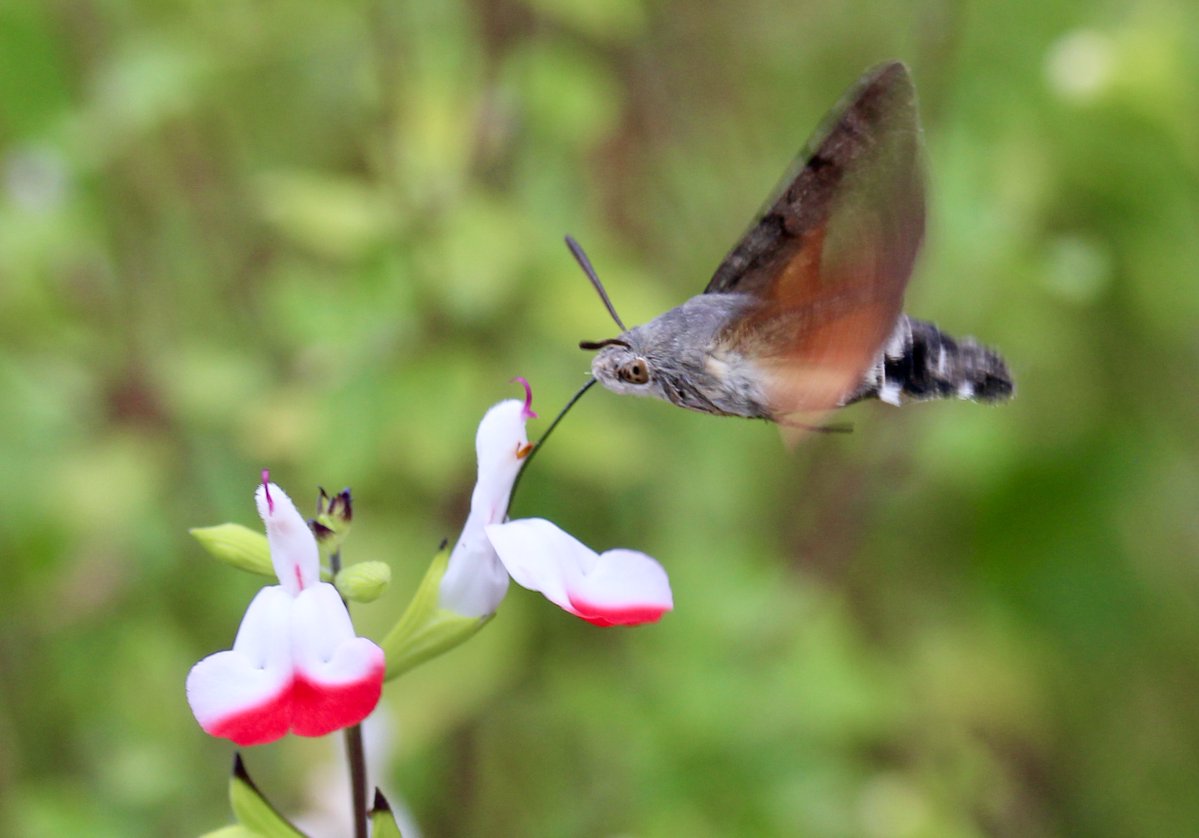 ChroniqueJardin's tweet photo. Un petite fleur de sauge en passant ! #Papillon #MoroSphinx #Fleurs #Sauge #Jardin https://t.co/Y57re1BJo9