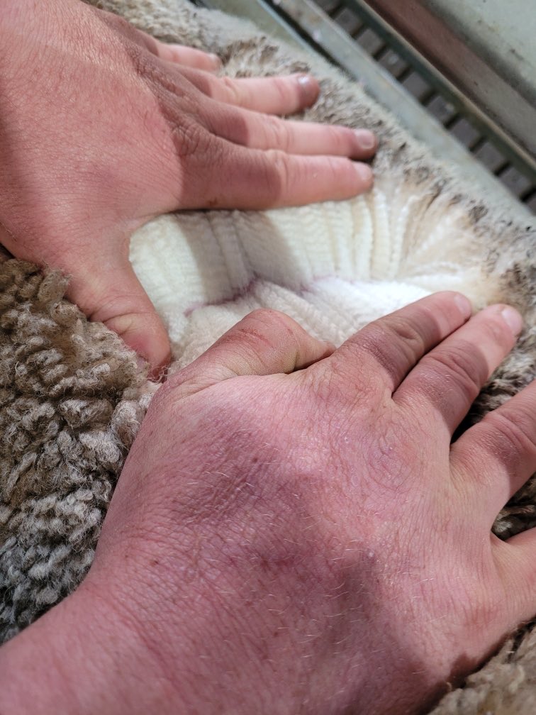 GregDocHyde's tweet photo. Cataloging sale rams.  Sale 12 September 1:30 ⁦@merino_wa⁩ ⁦@AuctionsPlus⁩ ⁦@AuNutrien⁩ https://t.co/m6PcUQRYZv