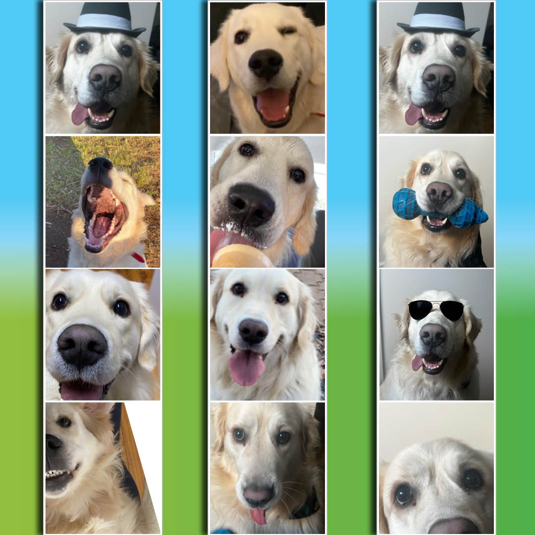 Say cheeeese! A photo booth for your furry friends is just one of the FREE activities lined up for our Salisbury Fun Day @ Unity Park.

Saturday 26 August | 11am to 3pm | Unity Park

salisbury.sa.gov.au/funday