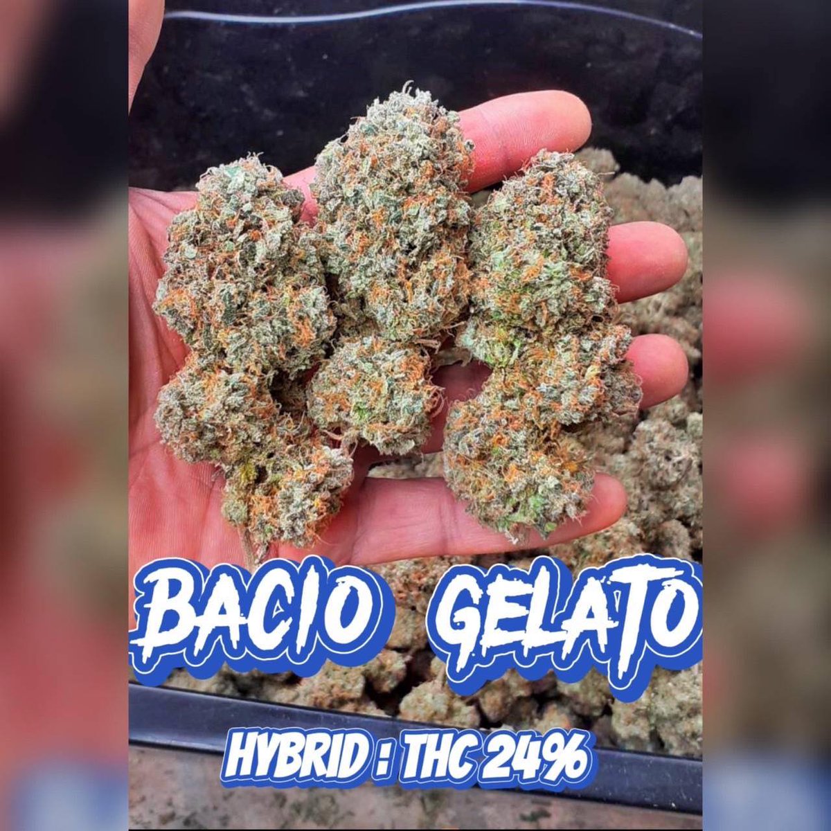 NongflukN's tweet photo. Basio jelato 
indica 70% Sativa 30%
THC 24%
 ค่าสินสอด 
1 ใบแดง 1ใบฟ้า 
1️⃣5️⃣0️⃣/G
Effect
ให้ความรู้สึก เพลิดเพลิน ขึ้นตาข้อนข้างเร็ว เพราะ เป็นตัว Indica เหมาะใช้กลางคืน สำหรับ พักผ่อน หรือ หลับนอนกันให้เต็มที่
น้องขอฝากเนื้อฝากตัว ไปกับสายพันธุ์BasioJelato
#กัญชาog #กัญชาออแกนิค https://t.co/0OZ49rbgrP