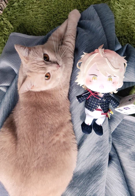 きゃわわ