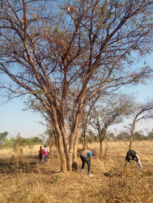 TreeKnowers's tweet image. This might not be the perfect time to plant trees but its the perfect time for seed collection. Yesterday, the Tree knowers with their "future generation" were collecting seeds to increase our seedbank.

#treeknowersandgrowers
#seedcollection #seedbank #plantingtrees #seeds