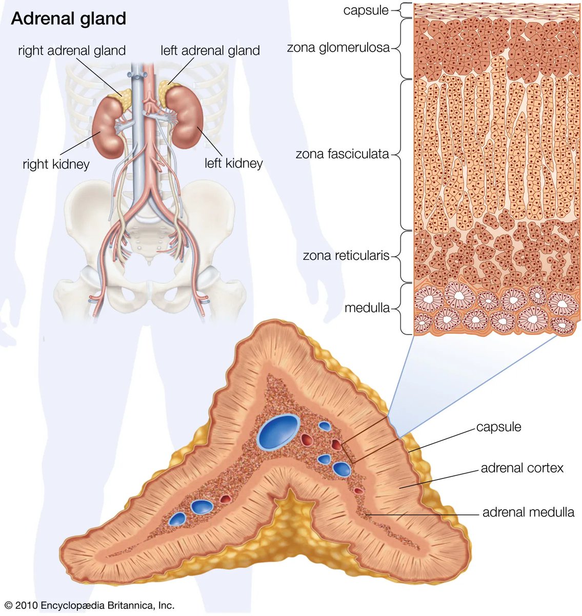 diabetes_clin's tweet photo. #Adrenal #hormone and a #neurotransmitter found in #vertibrates and #protozoans. They are also produced at the ends of #sympathetic #neurons as #chemical #mediators for conveying the nerve impulses to effector organs. https://t.co/gQR6T4p2Lw