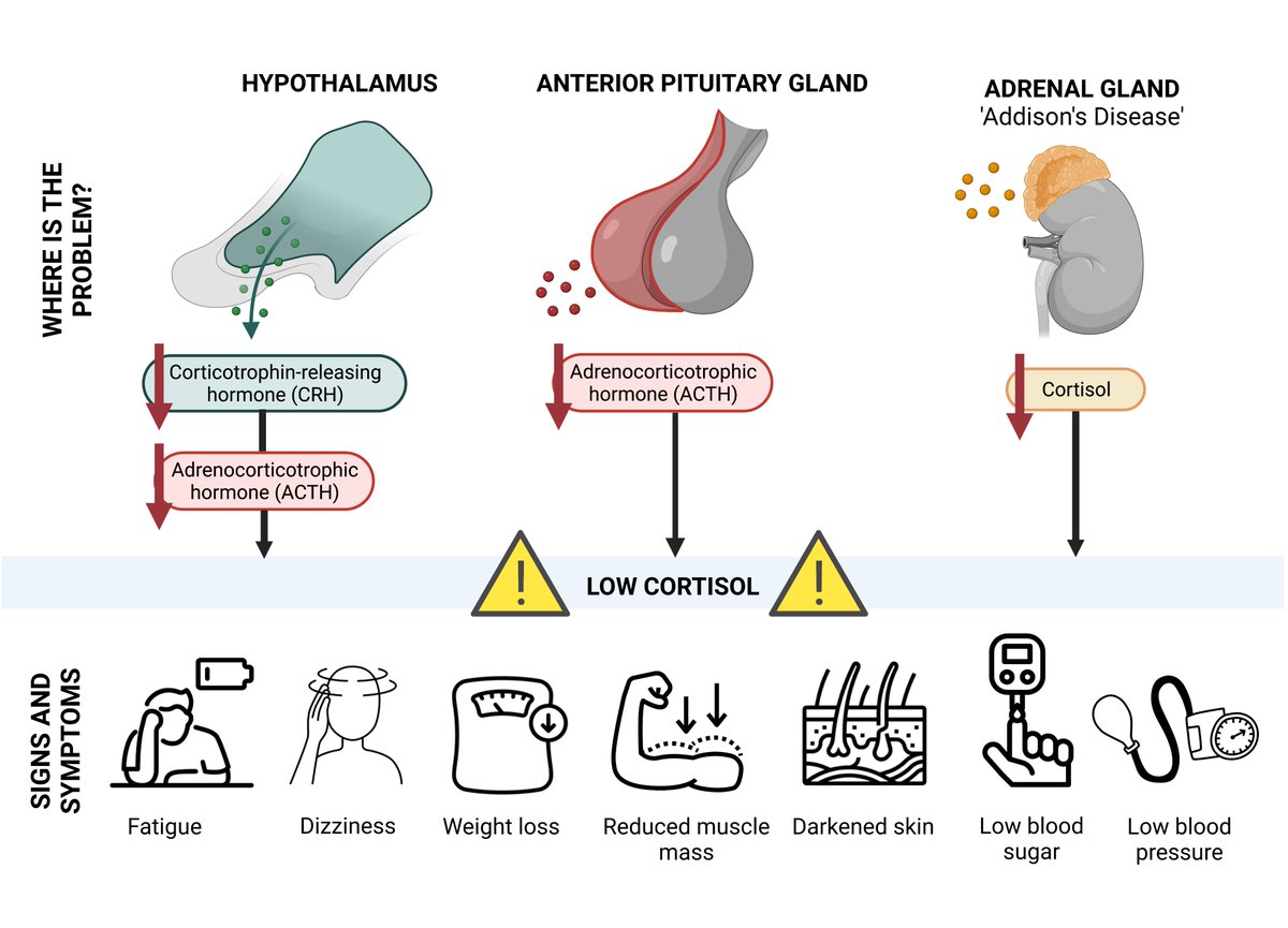 diabetes_clin's tweet photo. #Adrenal #hormone and a #neurotransmitter found in #vertibrates and #protozoans. They are also produced at the ends of #sympathetic #neurons as #chemical #mediators for conveying the nerve impulses to effector organs. https://t.co/gQR6T4p2Lw