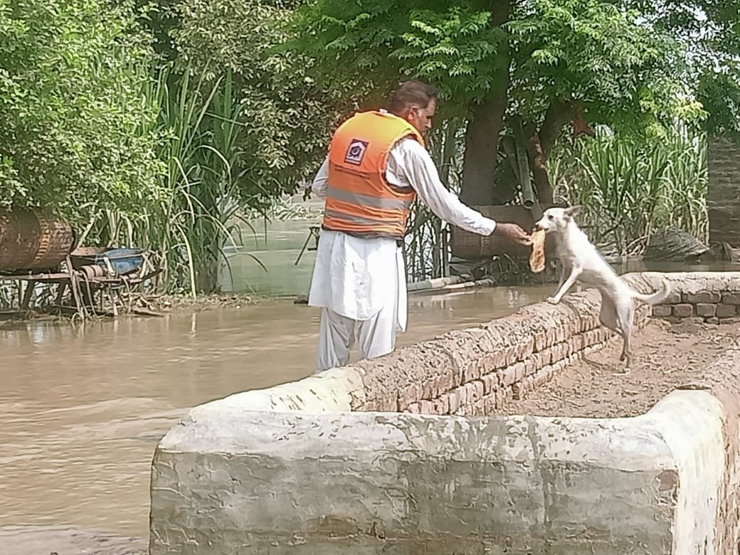 📍Mandi Usman Wala, Kasur
 
'Every act of kindness is charity' — Prophet Muhammad (SAW) 🤲💖

 'Feeding souls, saving paws: Alkhidmat Volunteers lead with heart in the face of floods. 🐶🌊❤️'

#Alkhidmat #FloodsInPakistan #RiverSutluj