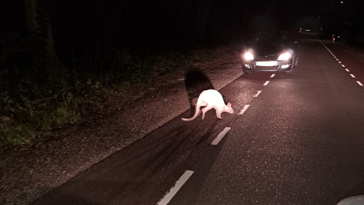 Hennie staat opeens oog in oog met een witte wallaby loka.al/9d1