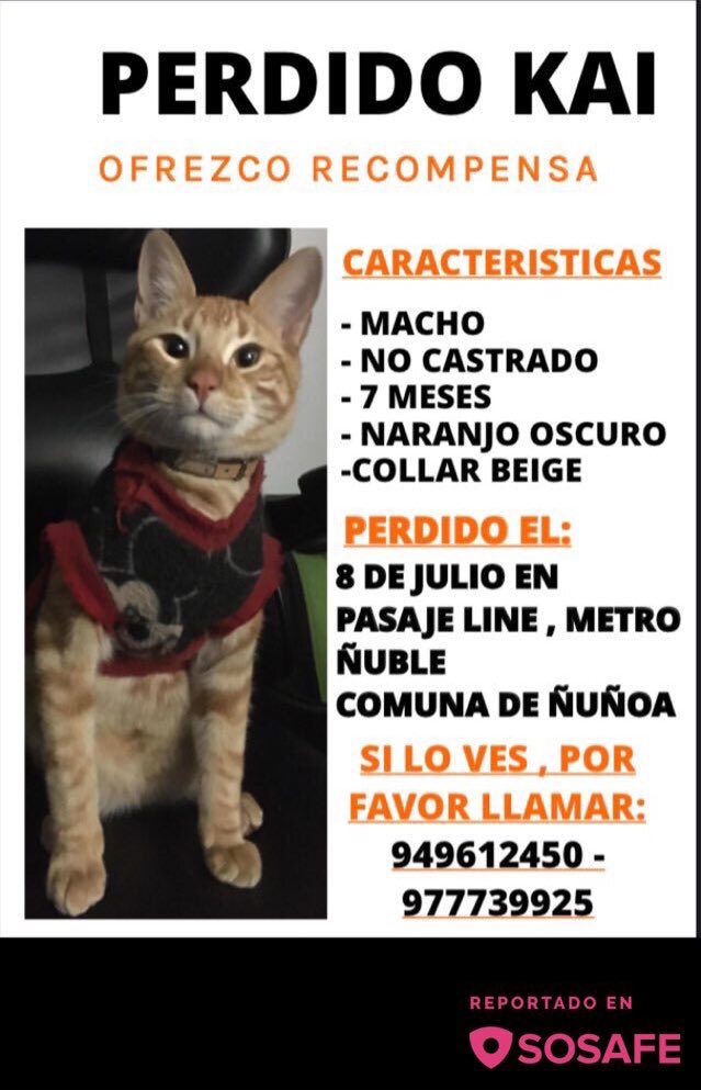 RebecaActivista's tweet photo. RT RT RT RT #Ñuñoa Lo Buscan  !!  
GATITO KAI 
sector metro, estacion Ñuble https://t.co/zdeIf196bw