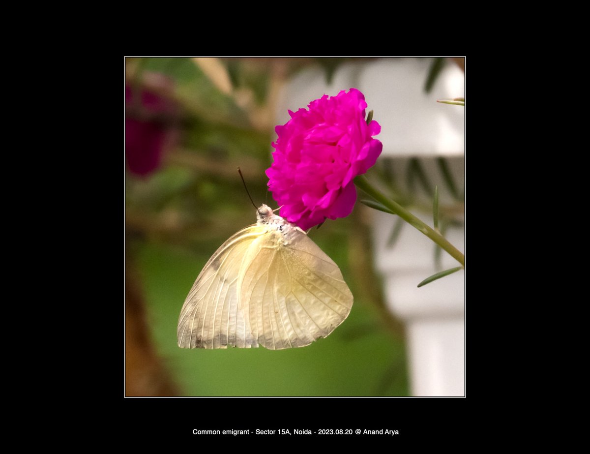 GORDON RAMSAY OF CATERPILLARS KINGDOM

Butterfly Trivia - Common Emigrants Caterpillars are like Food Critics of the Plant World - they carefully select the tastiest parts of Leaves to Feast on

Sharing an Image of this Butterfly after 3 Years - A Common Emigrant on 20.08.23.