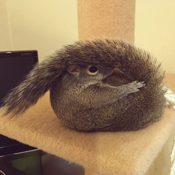 squirrel_zigzag's tweet photo. Best yoga ever https://t.co/KlLxvrLPMn