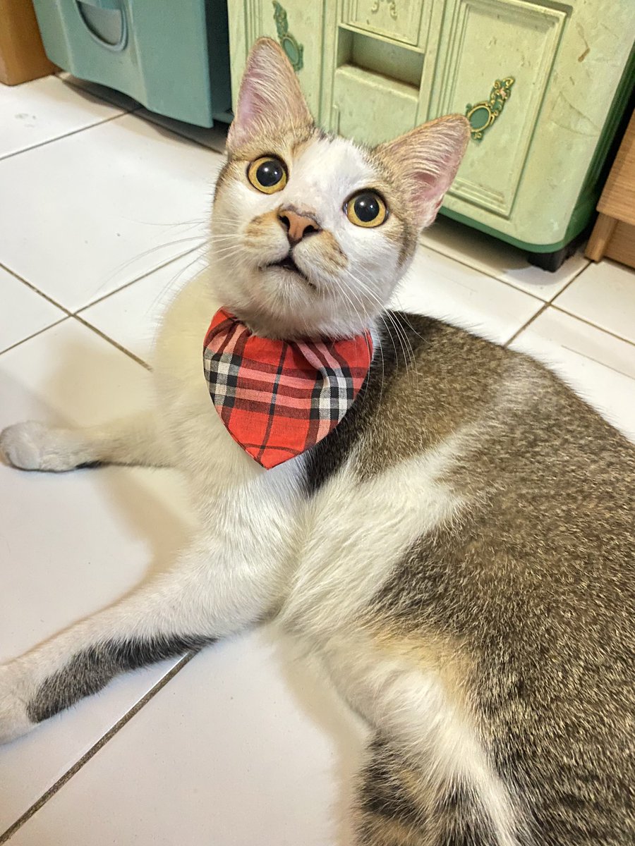 Menggemaskan!! Bintang 5!!