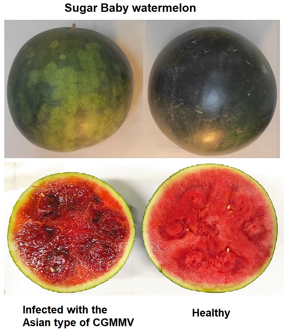 In 2015, the Asian type of Cucumber green mottle mosaic virus showed up in #Spain for the first time. It's more aggressive than the European type.
#CGMMV-infected Sugar Baby #watermelon fruits show irregularly colored patches on the skin and a dark red water-soaked decayed pulp.