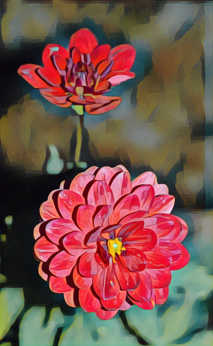 JonLH's tweet image. Some red dahlia blooms. Photo taken September 2021. Edited with PicsArt. #picsart #oilpaintingeffect #magiceffect #aroundthehouse #jonlh #jonathanlhall