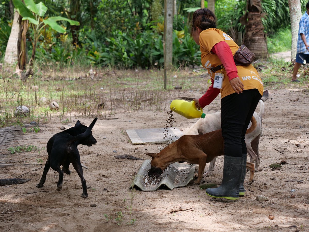 tmtrdorg's tweet photo. As well as housing 750 dogs in our sanctuary, we also feed around 400 dogs every day in our neighborhood

This is extremely important because it allows us to keep an eye on the dogs, monitoring their health, and helps us to determine where to focus the efforts on our spay and neuter campaigns.

https://t.co/RqU7XiDU0e