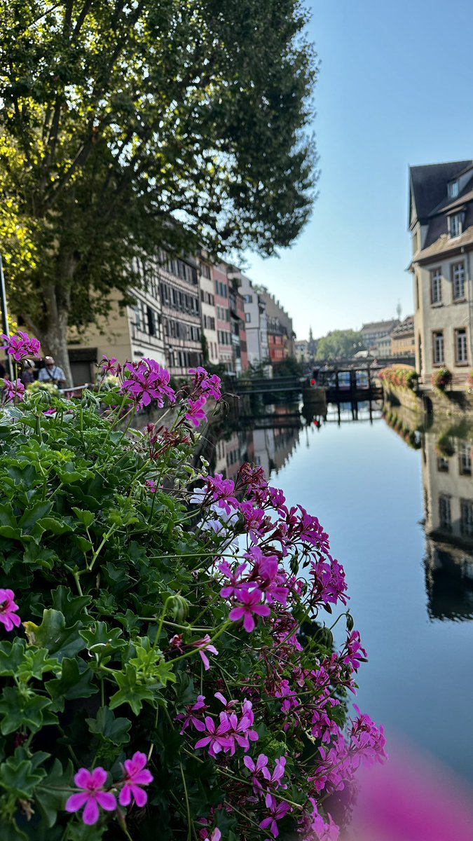 TanyaCBloomDiva's tweet photo. Blooming beautiful Strasberg France 🇫🇷 #France #bloomdiva #bloomimg https://t.co/HH4V3YClwv