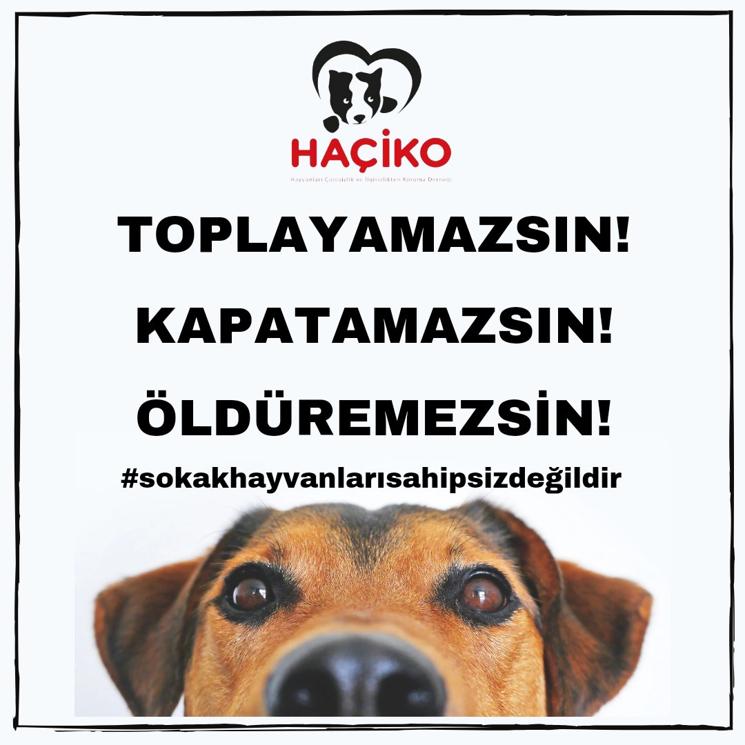 Toplayamazsınız, öldüremezsiniz, tek çözüm sistemli kısırlaştırma ve zorla da olsa sahiplendirme...

Hepimiz koyacağız elimizi taşın altına...

Bu çocuklar bizim.

#sokakhayvanlarısahipsizdeğil
#haçiko #sokakhayvanları #hadihissethislerini #hac‌ikoderneg‌i #birkapsubirkapmama
