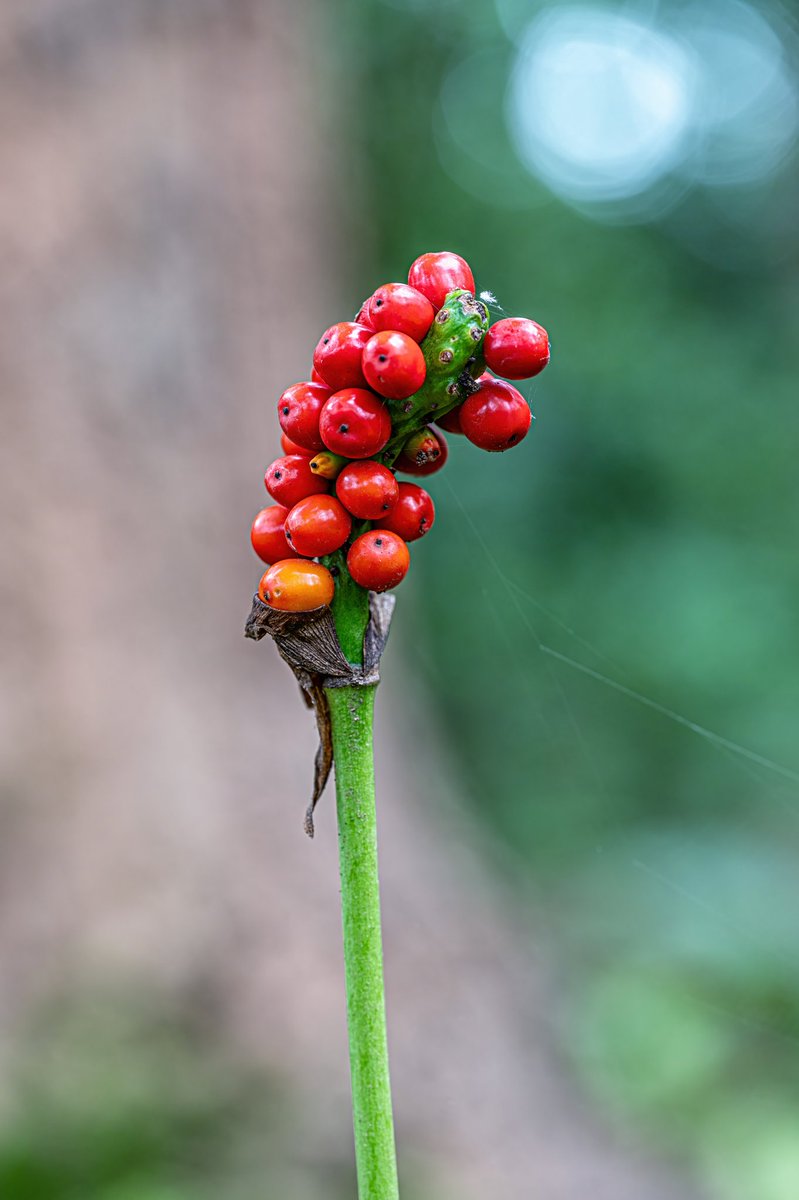 KangerValleyNP's tweet photo. Flora in Kanger Valley

Lords and ladies, known commonly, Arum maculatum, is another tuberous herb noted for its pollination strategy.

These colouful berries are attractive but poisonous.

Image Courtesy - @anzaarnabi
#cuckoopint #lordsandladies #arummaculatum #kangervalley https://t.co/3kNbgWq6vS