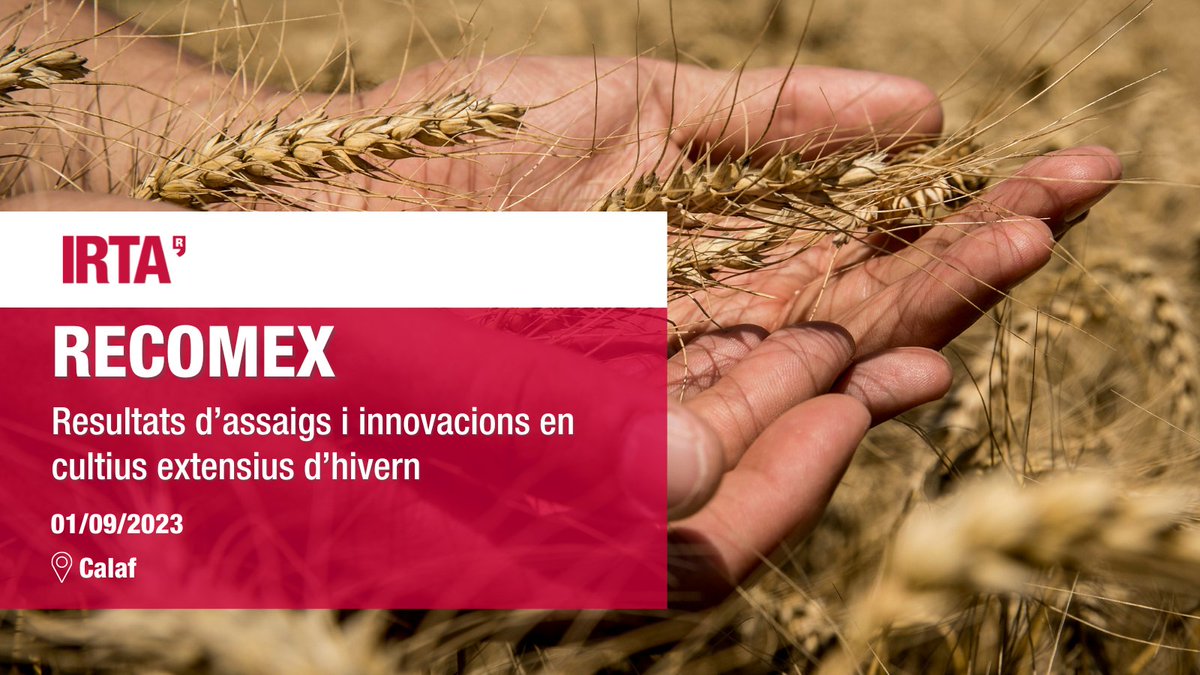 irtacat's tweet photo. Torna la Jornada #RECOMEX, 
amb els darrers resultats dels assaigs i les innovacions en #cultiusExtensius d’hivern 🌾❄️

📅 1 de setembre de 2023
📍 #Calaf (Anoia, #Barcelona)
🕙 9 - 13.00h
👉 https://t.co/97eX5ZyzAo

#TransferènciaIRTA #PATT2023 https://t.co/wrxerDz2zX