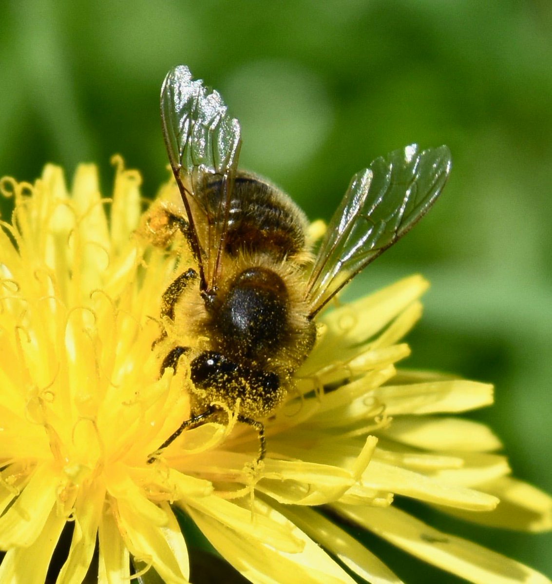 nadski65's tweet photo. Good morning everyone! Happy Tuesday!
#nature #naturephotography #bees #insects #polinator #Tuesday #flowers #nikon #nikonphotography @uknikon https://t.co/c8DsSEFocV
