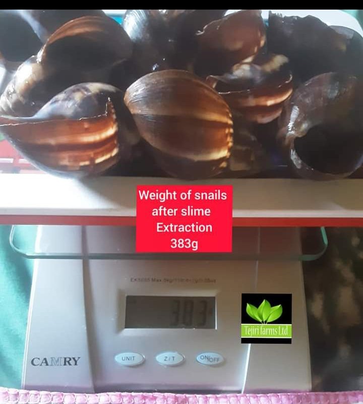 MiriamOgheneke1's tweet photo. As a natural source of collagen, snail slime (or snail mucin or) is extremely effective on stretch marks and wrinkles. It also promotes the healing of skin lesions like burns or acne. Etc
#snailcare
#snailmucin
#snailslime https://t.co/o5LS4TvZZP