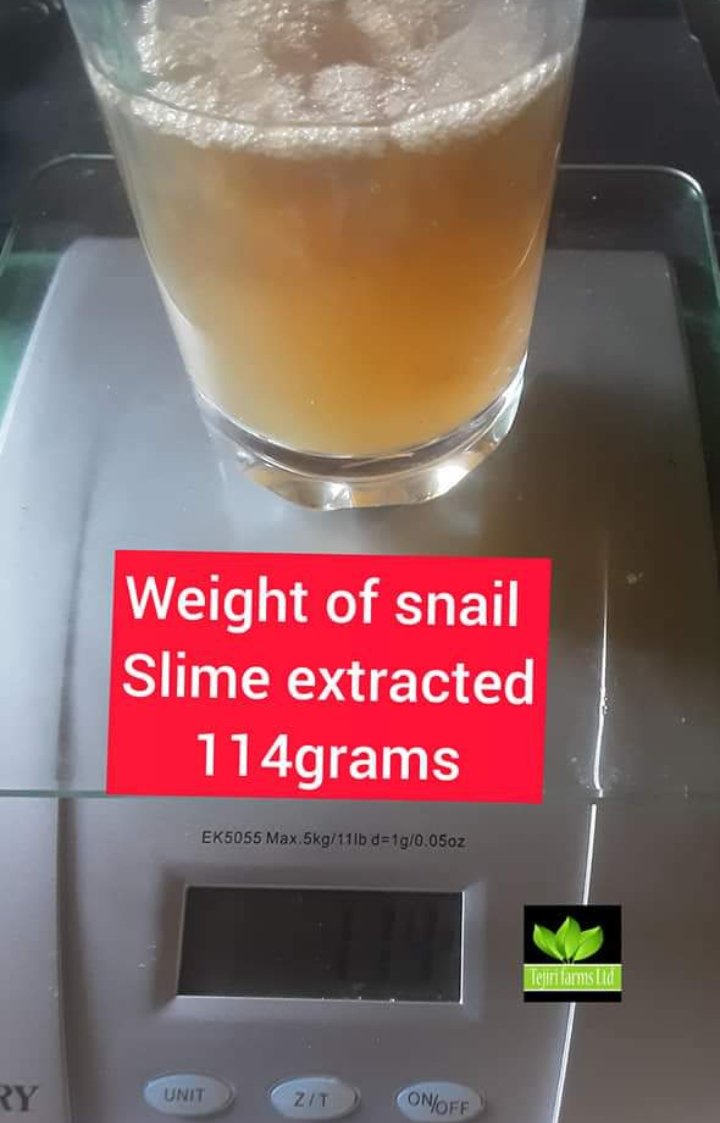 MiriamOgheneke1's tweet photo. As a natural source of collagen, snail slime (or snail mucin or) is extremely effective on stretch marks and wrinkles. It also promotes the healing of skin lesions like burns or acne. Etc
#snailcare
#snailmucin
#snailslime https://t.co/o5LS4TvZZP