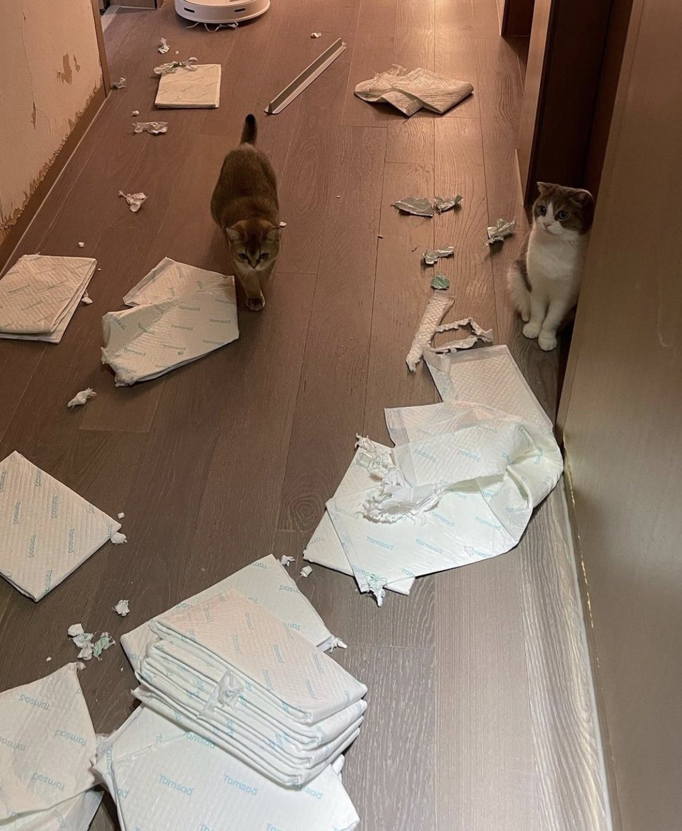 กลับบ้านมาเตรียมเลยการต้อนรับจากแก้งแมว