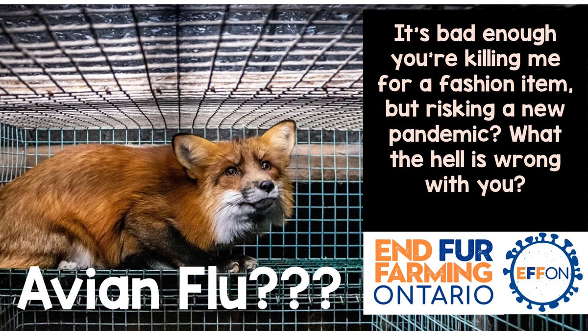 End Fur Farming Ontario tweet media