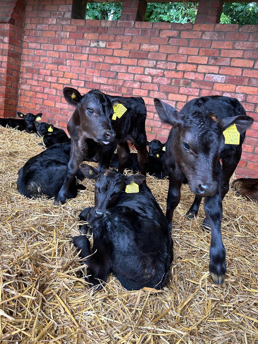 tomoverthrow1's tweet photo. For Sale. 50 Angus cross calves, ready at 7-10 days old. All Cogent names sires. All had 6L of good Colostrum and on whole milk. All from 570/600kg Frisian/Holstein type cows. Call Rob 07740 643541 Shares Appreciated. https://t.co/6Weellm5ms