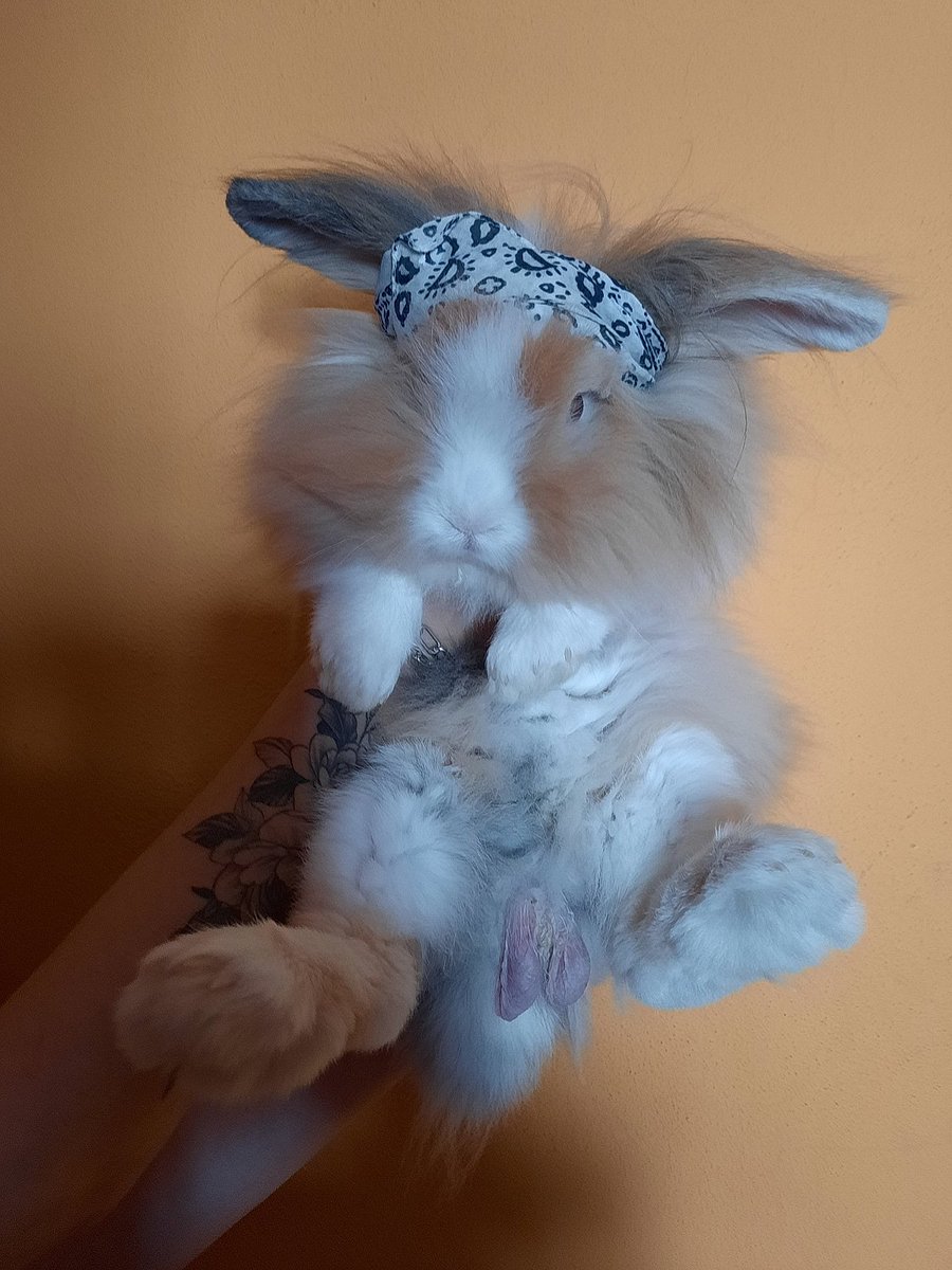 kobalas's tweet photo. Barney..🤟

https://t.co/avrm45amNG https://t.co/b3eGAAhbps