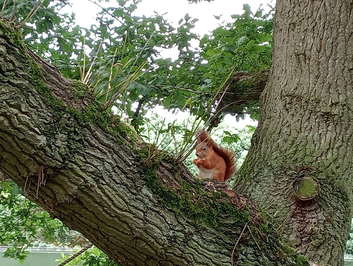 Thanks <a href="/YorksArboretum/">Yorkshire Arboretum</a> I've been really wanting to see a red squirrel for ages and your breeding programme delivered 🥰🐿️ good luck squirrels.