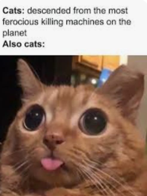 Is that true? 

#meme #memes #cats #animals #machine #animal #animalmemes #say_yes_to_meme