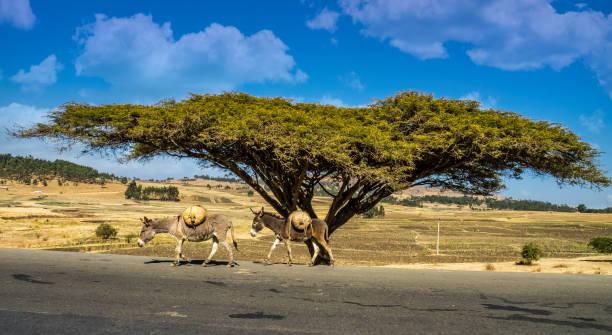 Have a nice and peaceful Day!!
<a href="/MoP_Ethiopia/">Ministry of Peace</a> <a href="/FMoHealth/">Ministry of Health ETHIOPIA</a> <a href="/Gadaa/">Gadaa (UNESCO-recognized Ethiopian Heritage)</a>