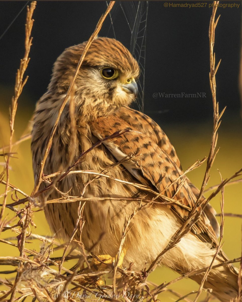 WarrenFarmNR's tweet photo. @LondonWorldCom Thank you @LondonWorldCom for the video interview &amp; press release covering our #WarrenFarmNR campaign seeking Local Nature Reserve designation🦉🦋🌿🌼🐝🌸Here are some close ups of the birds your reporter Jack spotted on the day 😊 https://t.co/GdvvD2BMwI