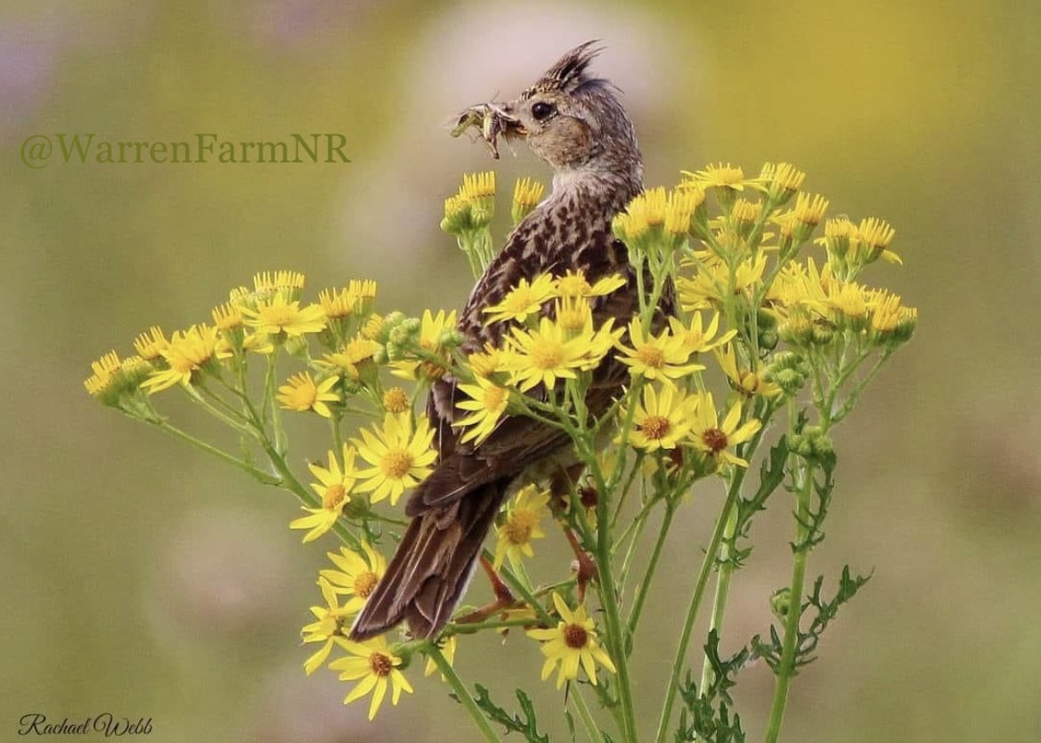 WarrenFarmNR's tweet photo. @LondonWorldCom Thank you @LondonWorldCom for the video interview &amp; press release covering our #WarrenFarmNR campaign seeking Local Nature Reserve designation🦉🦋🌿🌼🐝🌸Here are some close ups of the birds your reporter Jack spotted on the day 😊 https://t.co/GdvvD2BMwI