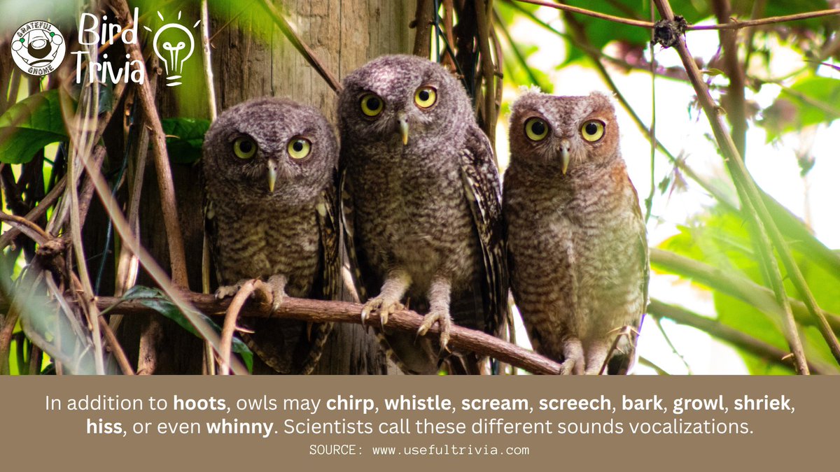 It's Trivia Time!😊 Learn more about birds with this fun trivia!💡 #TuesdayTrivia #birdtrivia