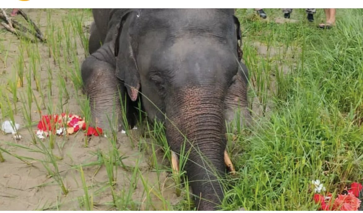 bahardutt's tweet photo. A young tusker died from what may have been intentional electrocution during a crop raid .. #coexistence is easier said than done with a chance of loss both ends ( photo and info from @AvijanS ) https://t.co/G9MwaQA7yU