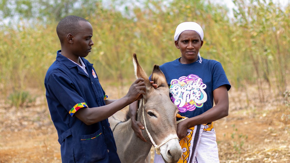 TheBrookeEA's tweet photo. 📽️ | Ensuring the well-being of working equines holds the key to:
🍲 Food security
👩🌾 Livelihoods
📊 Economic development
♀️ Women's empowerment
🌟 Let's remember, #EquineWelfare is a collective responsibility! 💪🌍
#WorkingEquines #Sustainability https://t.co/PSmzhnJ2Zb
