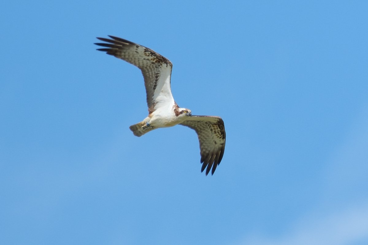 filbertmark's tweet image. Osprey at Rutland Water 21/08/2023. @Natures_Voice @RSPBEngland @LeicsWildlife #lros @rutlandospreys @RutlandWaterNR