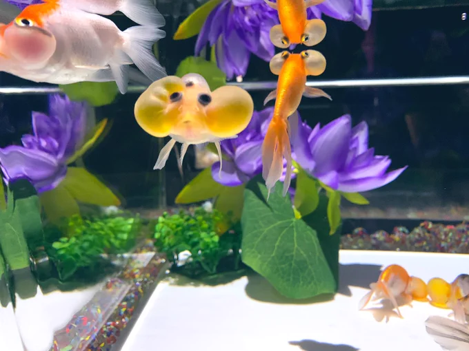お気に入りのカワイコチャン達 