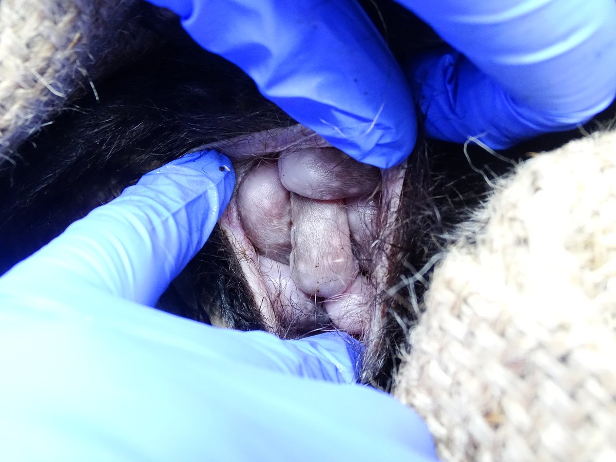 QUOLL BABIES!
Here's a fawn-coloured &amp; a dark-coloured eastern #quoll, both with full pouches of mini-quolls just starting to get their spots, but we don't know what colours they'll be yet. #Quolls can produce a mix of colour babies (a litter of 6 can have 6 fathers). #fieldwork
