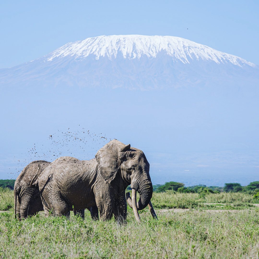 The white father's of #amboseli 🐘 it's a blessing to be in a company of super gigantic creatures, the gentle & loving - #elephants make every #africansafari complete. 

And with #mtkilimanjaro behind? The two African giants make up a super wonder beautiful appearance🐘🏔️