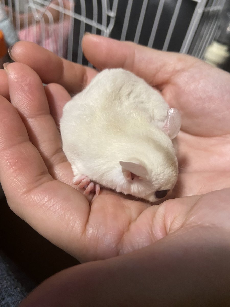 ご予約の子です