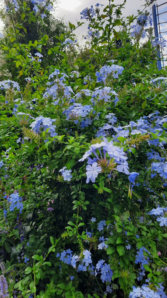 #Angers Arboretum Gaston Allard #battleflowers ❤