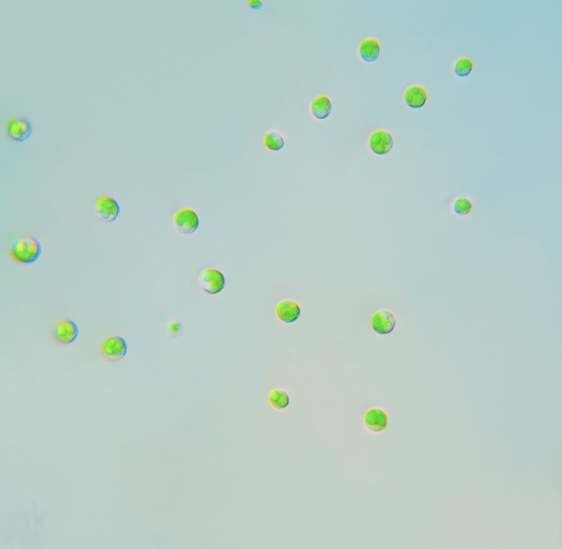 commonpoem's tweet photo. Nannochloropsis CCAB301/41 can and will grow on 1 M lactose 

This marine alga does have the enzimatic machinery to assimilate lactose components 
Thats crazy news for me. https://t.co/qKFhu2DVGK